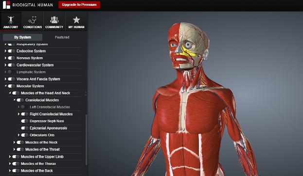 BioDigital Human:Interactúa con el cuerpo humano en 3 D